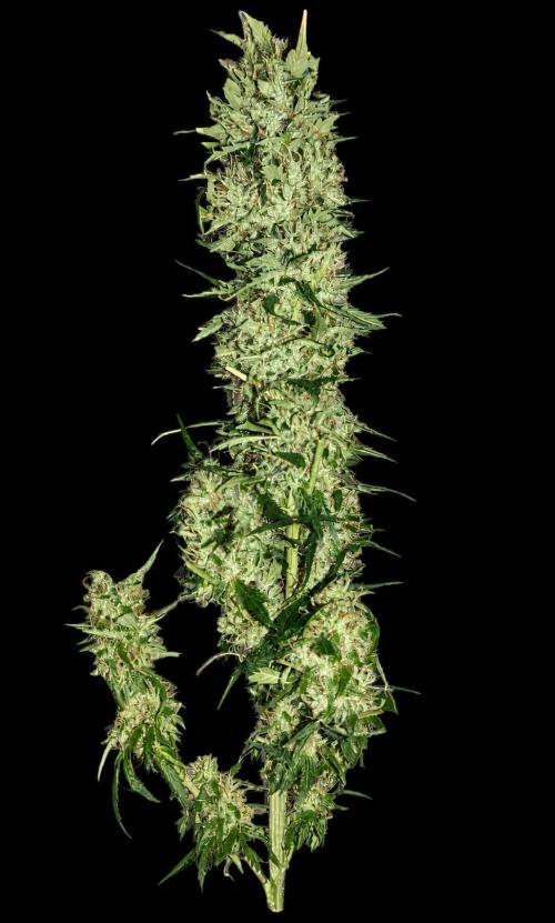 null door GoldenWeedGrower