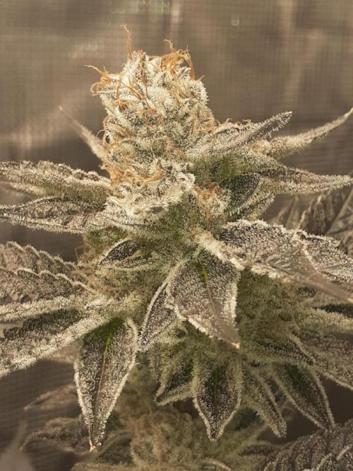 null door ZoobZoob_farmZ