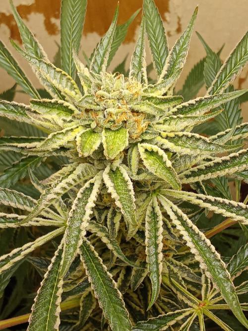null by ZoobZoob_farmZ