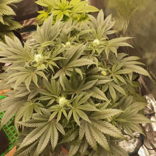 null door ZoobZoob_farmZ