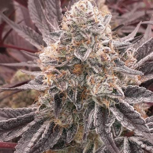 null by ZoobZoob_farmZ