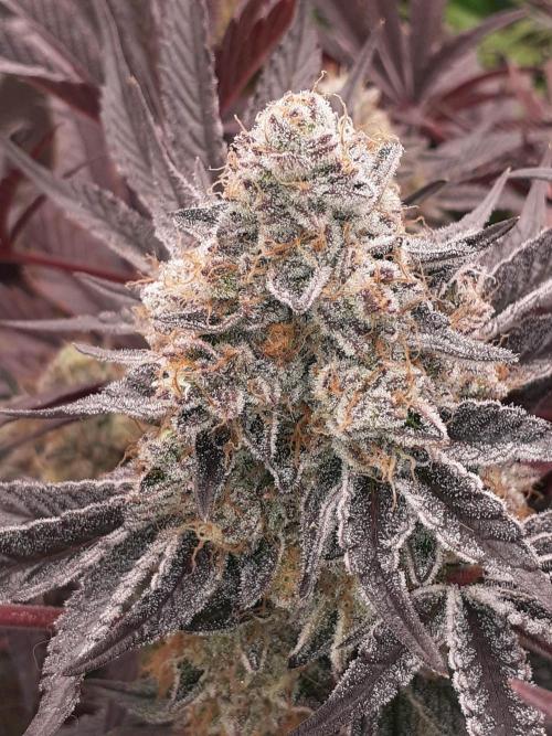 null by ZoobZoob_farmZ