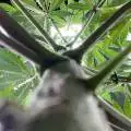 Trex3