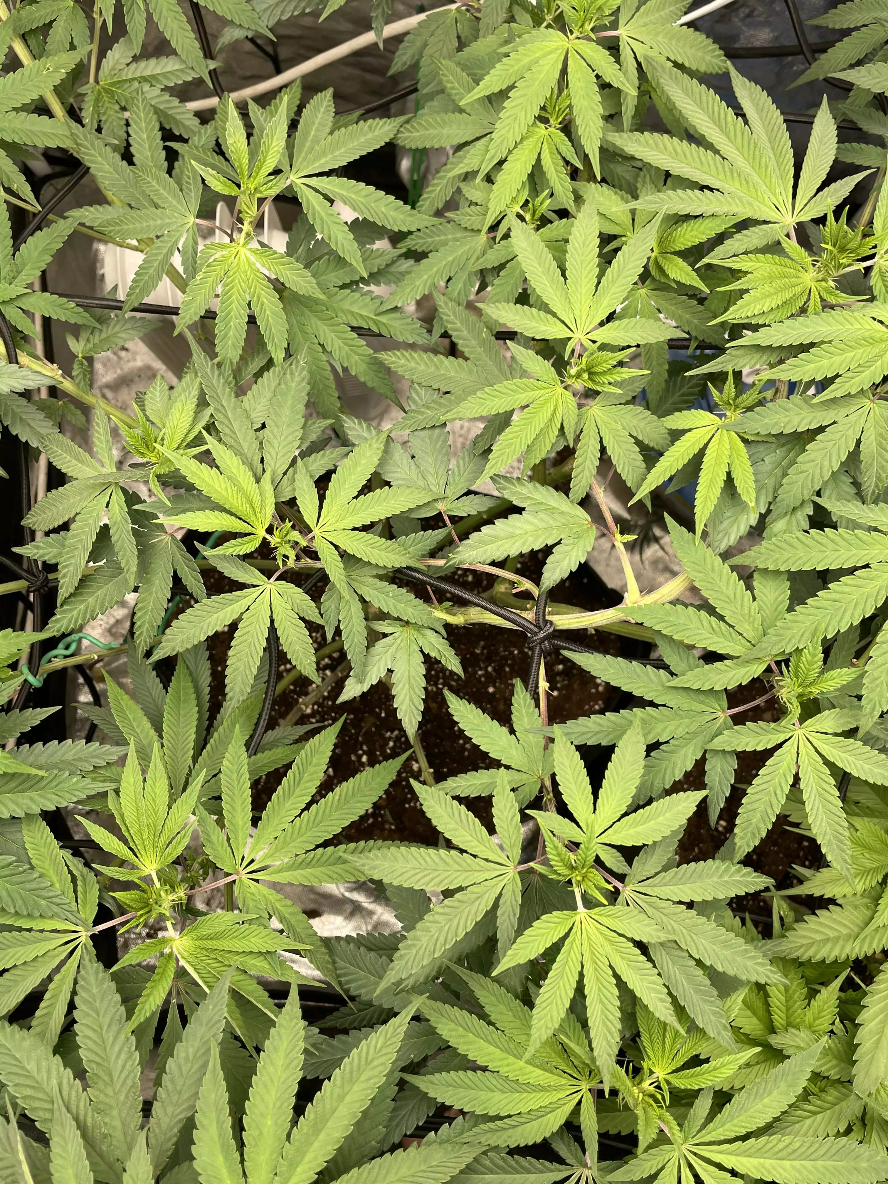 Vaped_potato_garden