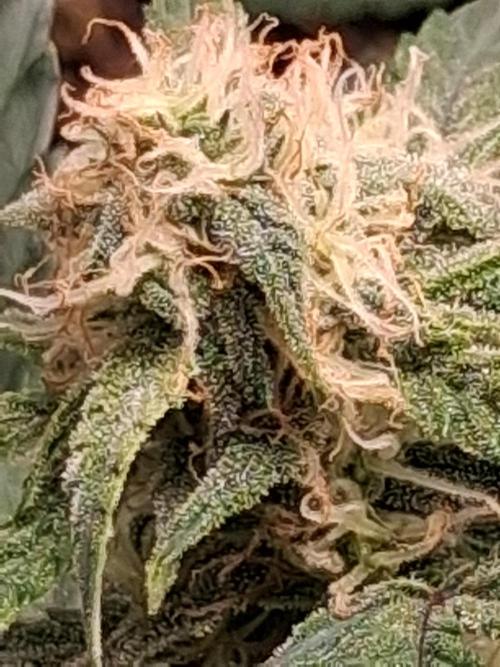 null door nd-grower