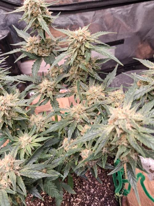 null door nd-grower