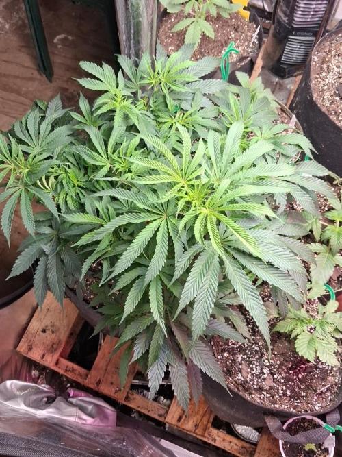 null door nd-grower
