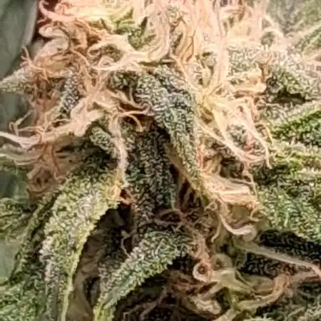 nd-grower
