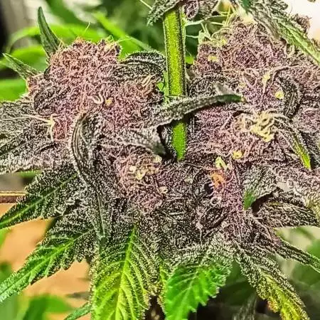 SrLechuga