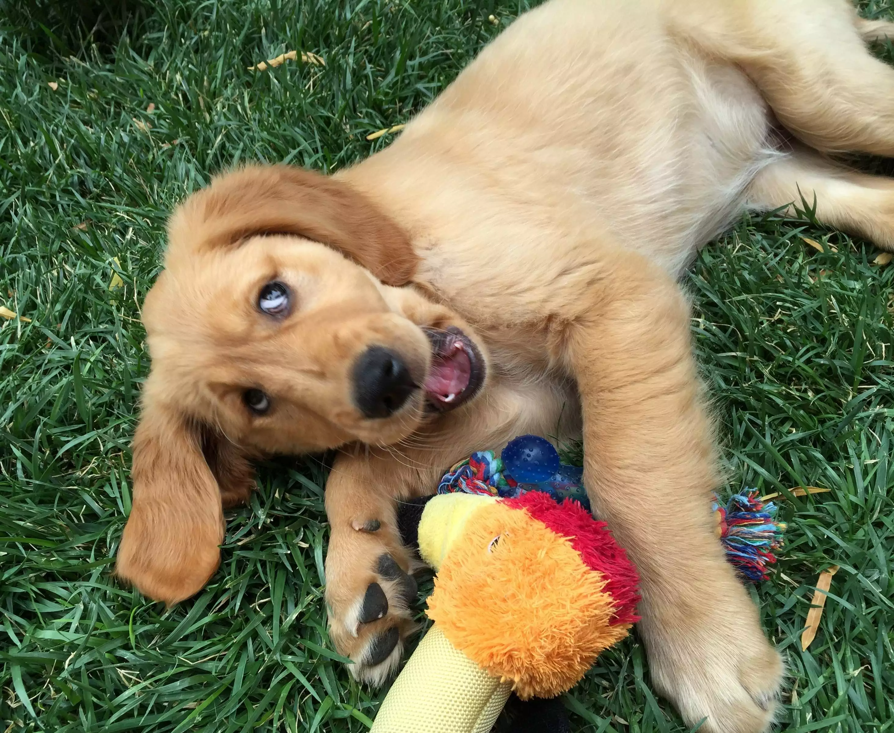 MrBillsDog