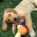 MrBillsDog