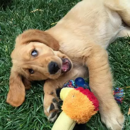 MrBillsDog