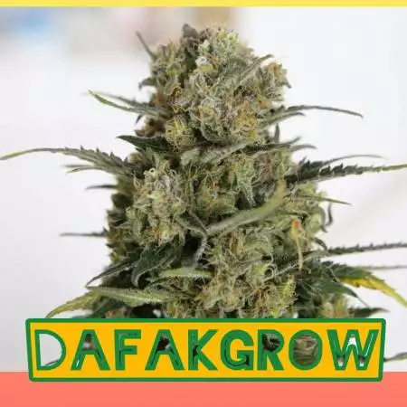 DafakGrow