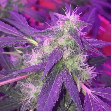JahNatty97