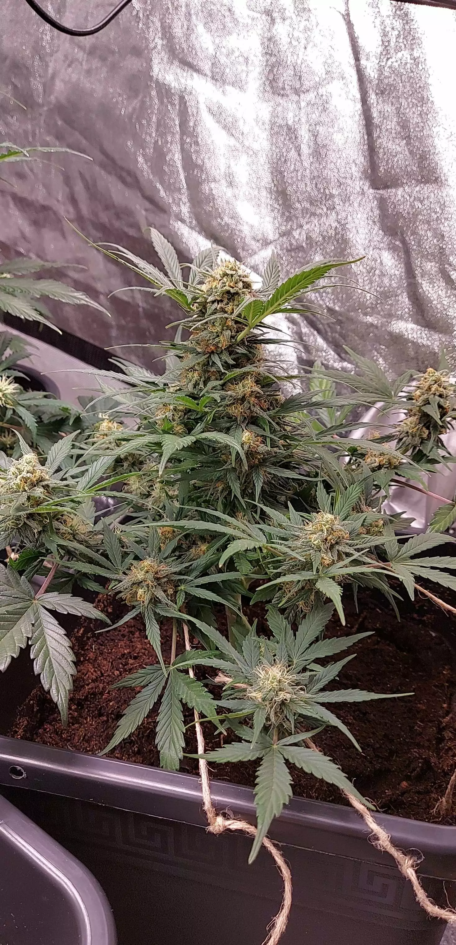 Easygrow1