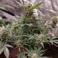 Easygrow1