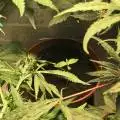 Cab_Grows