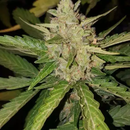 Fastgrowers420