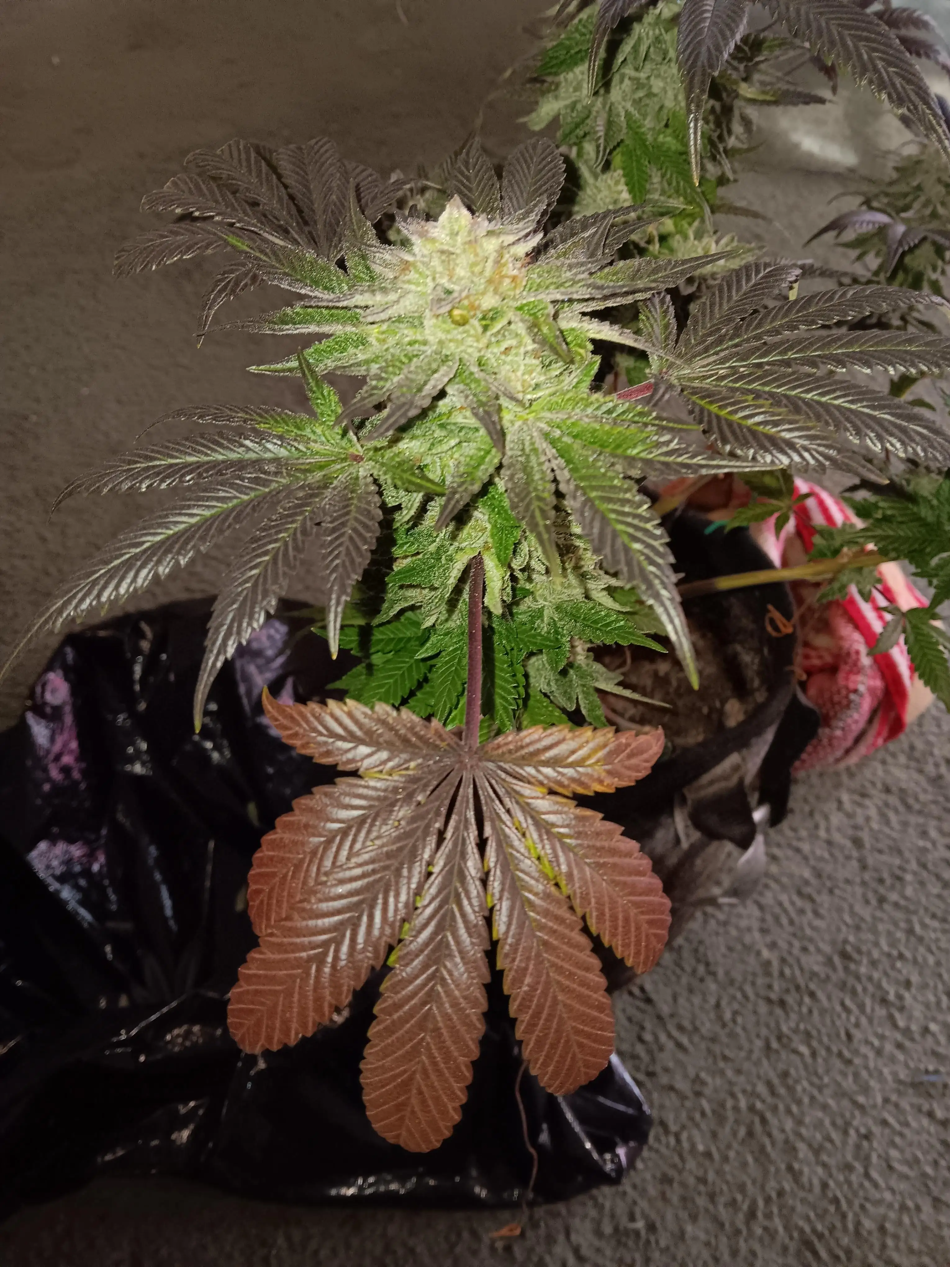 PTree22