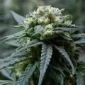 Pipokush