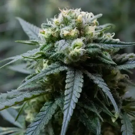 Pipokush