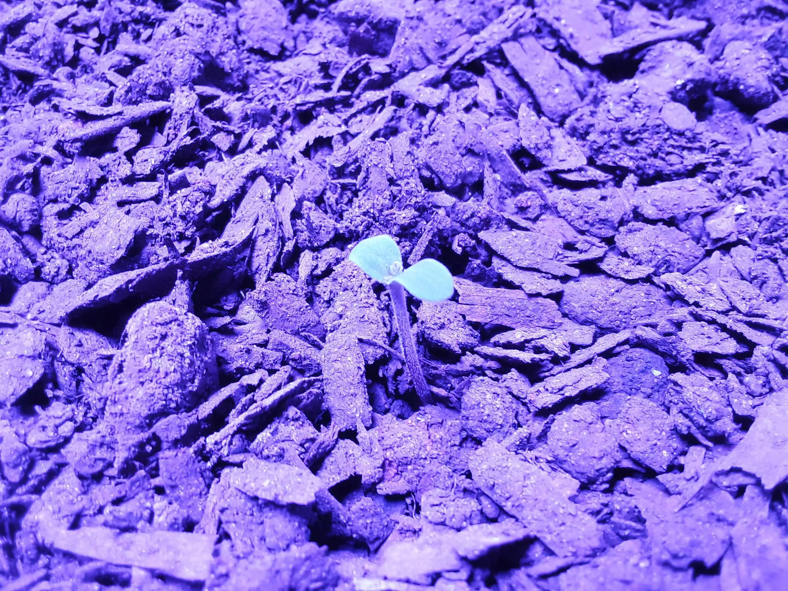 GreenlineGenetics