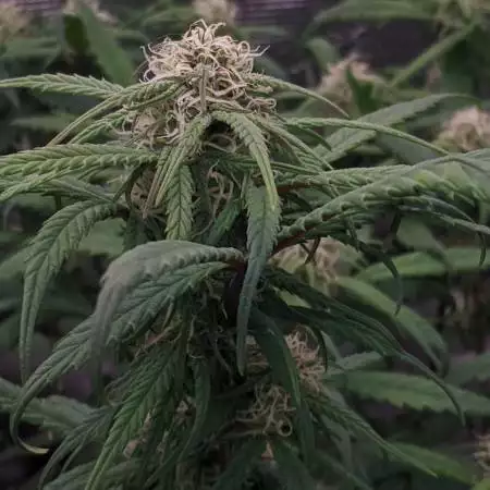 FlowercityPhenos