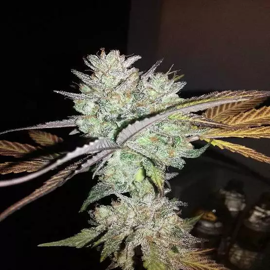 italy_bud_420