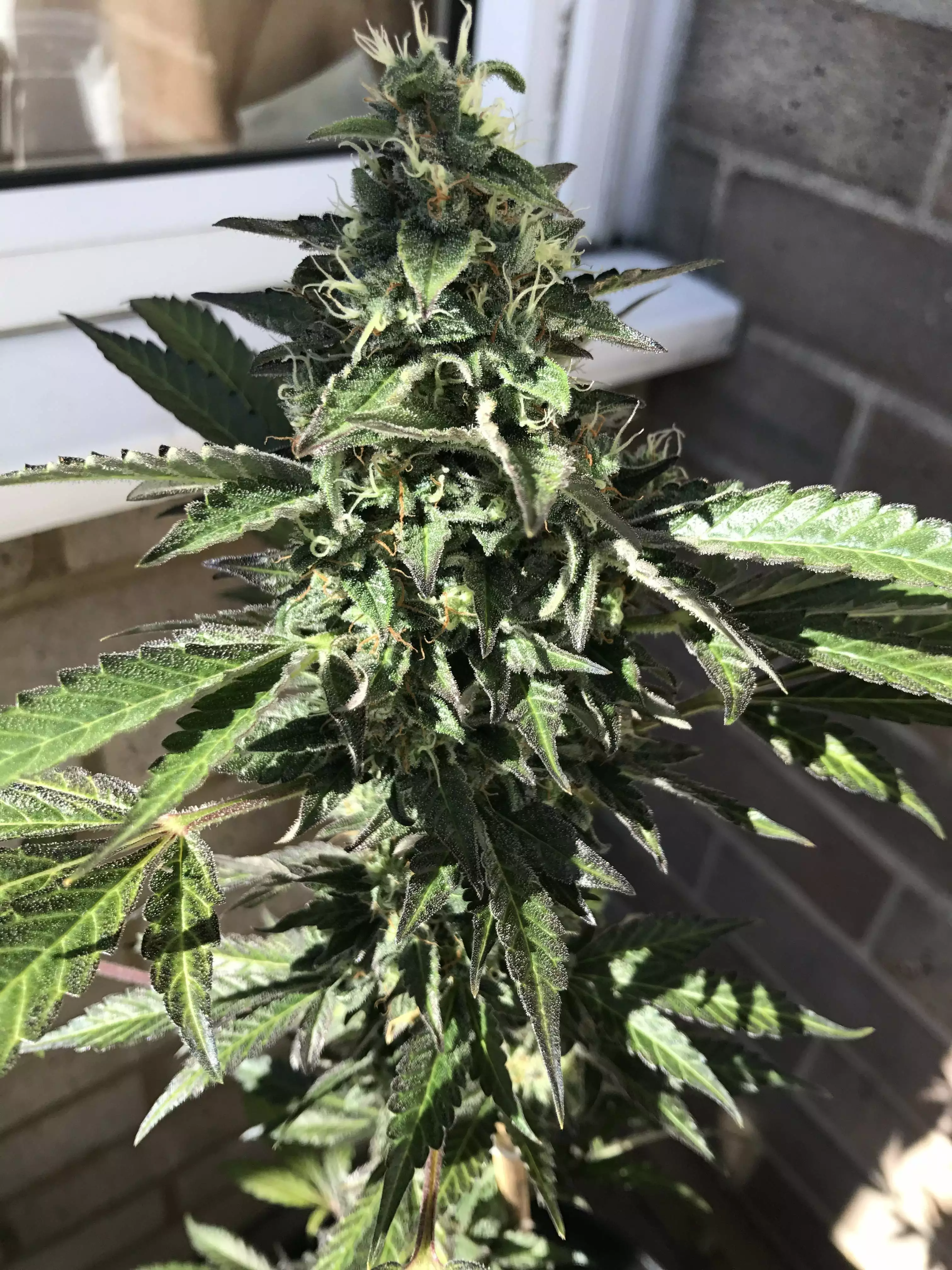 Bakers_Buds