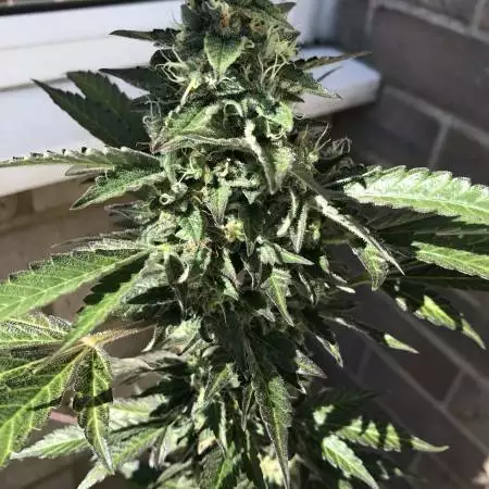 Bakers_Buds