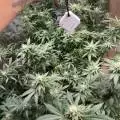 pounders_cannabis