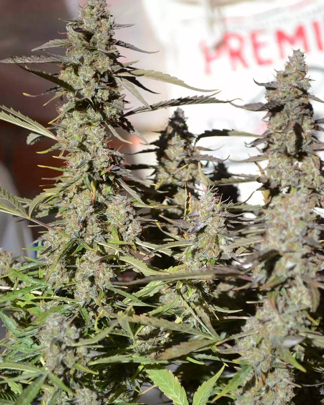 smstgrowers