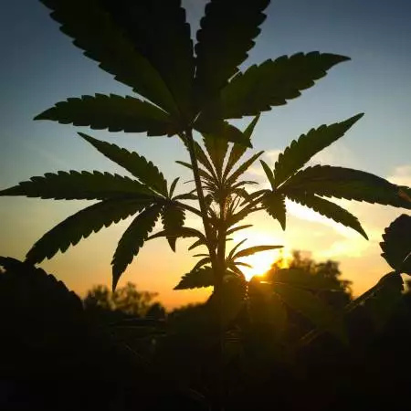 greenLEaves
