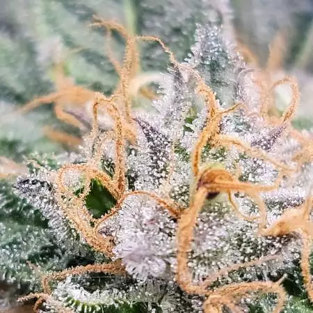 GreenLineCultivation