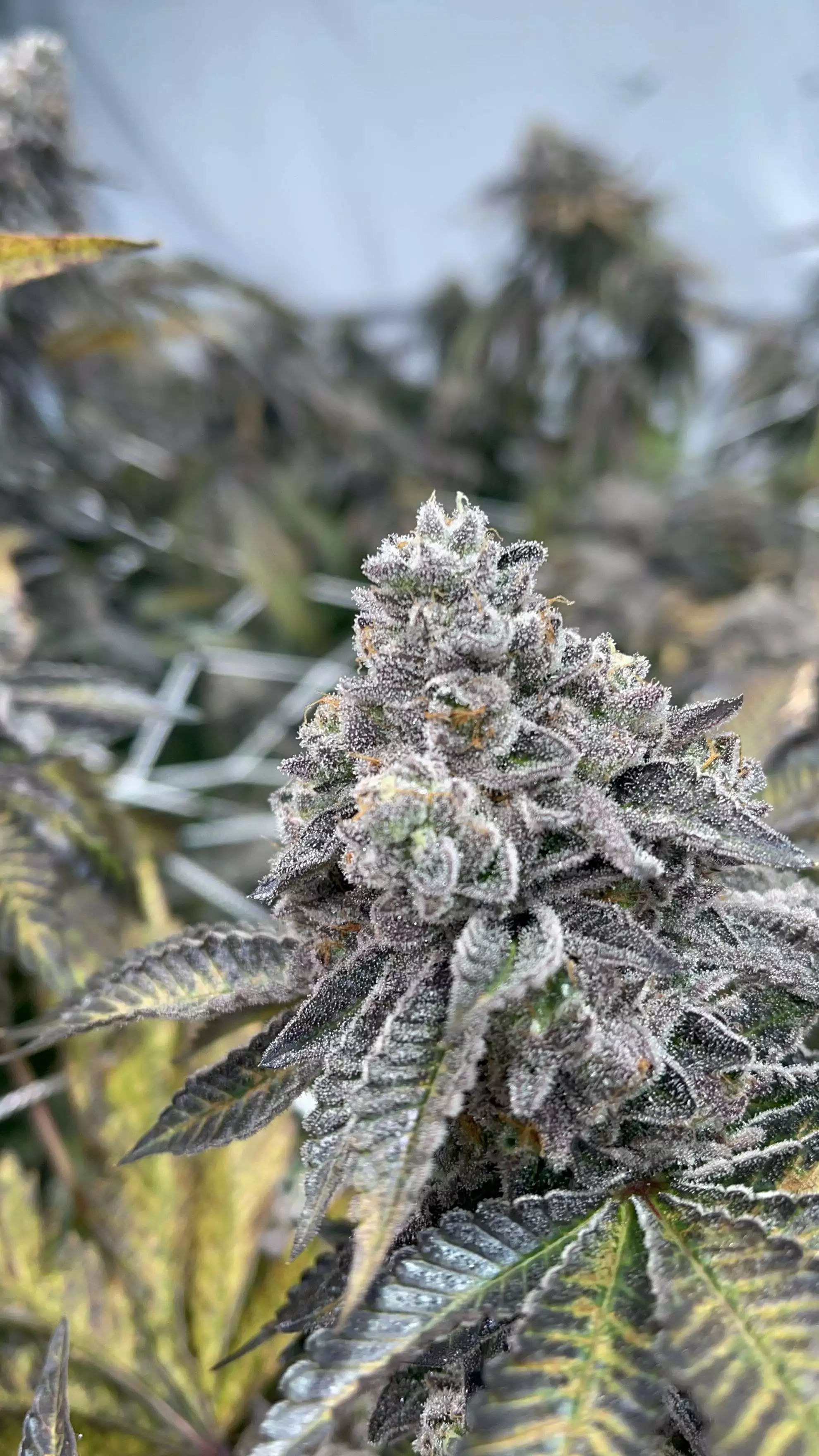 420_420