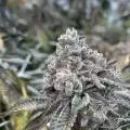 420_420